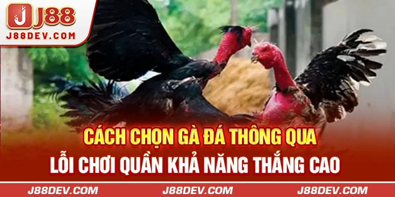Cách chọn gà đá thông qua lỗi chơi quần khả năng thắng cao